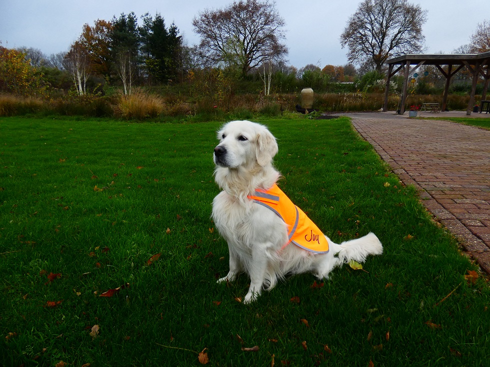 Veiligheidsvest hond kopen